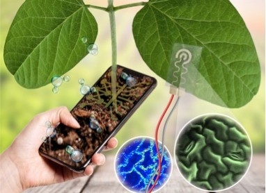 Protótipo desenvolvido no Centro Nacional de Pesquisa em Energia e Materiais é capaz de quantificar a água no interior das células vegetais – fornecendo dados que podem orientar o manejo e o desenvolvimento de novos insumos agrícolas (imagem: CNPEM/divulg