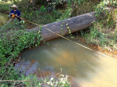 Resiliência da Floresta Amazônica cria janelas de oportunidades para regeneração passiva